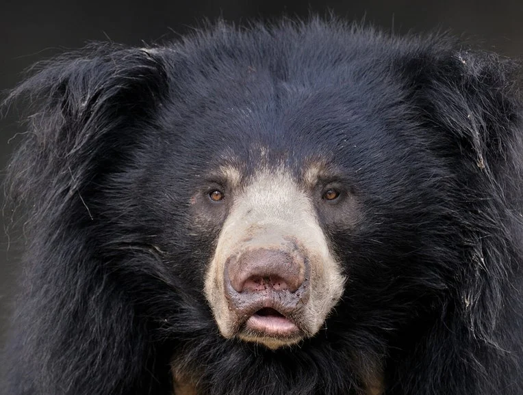 Sloth Bear