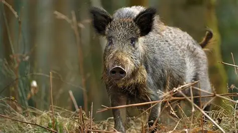 Wild Boar