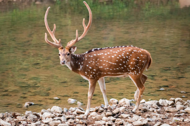 Chital Deer