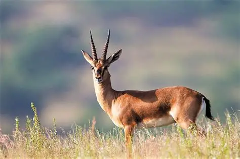 Chinkara