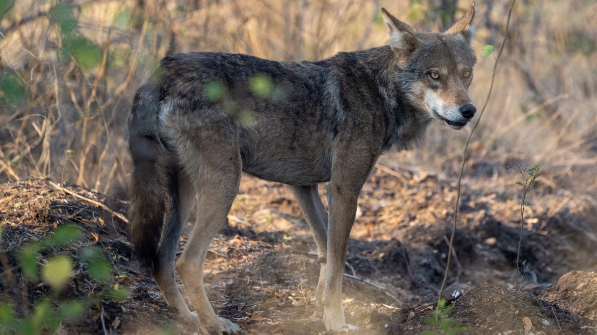 Indian Wolf