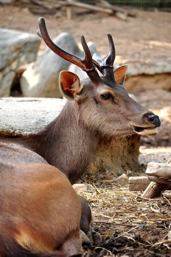 Sambar Deer