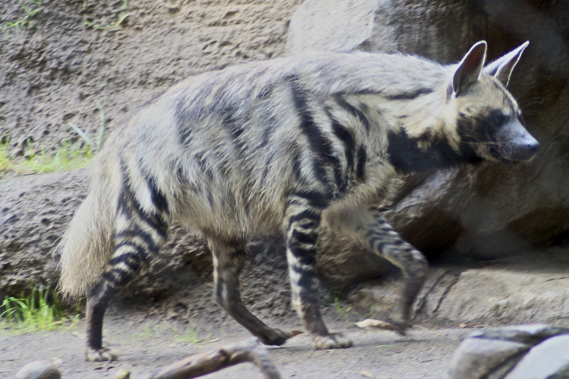 Striped Hyena